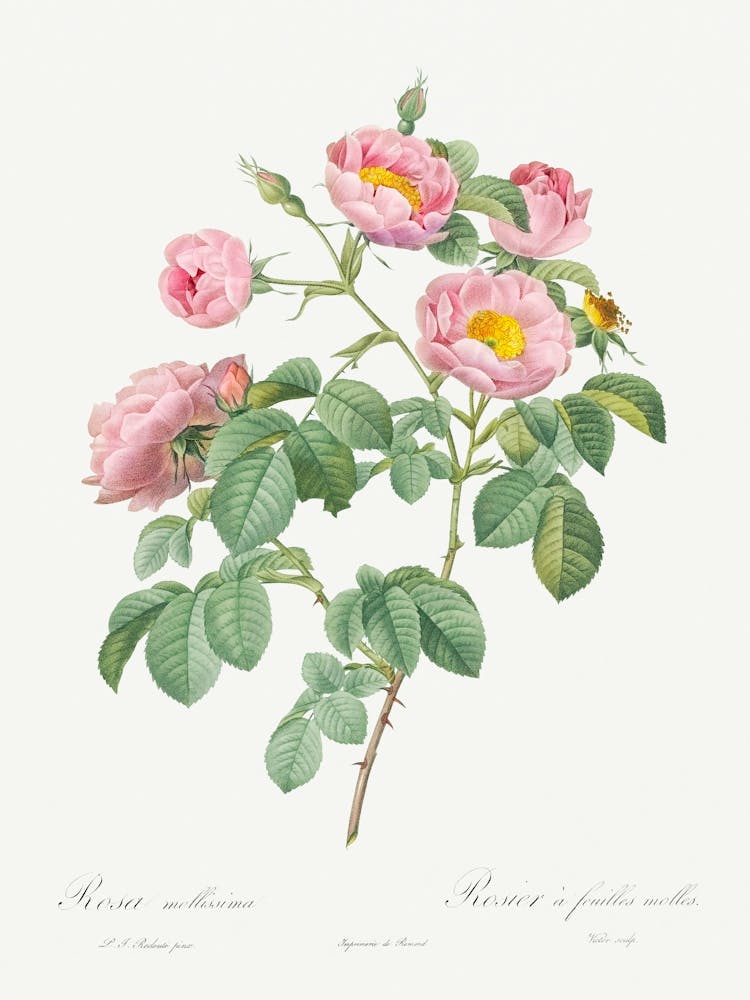 Semi Double Variety Of Tomentose Rose, Pierre Joseph Redoute