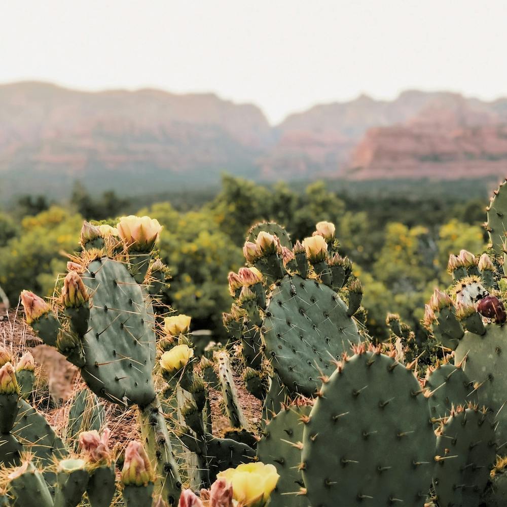 Sedona Cactus Flowers