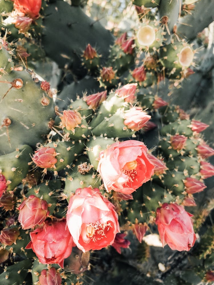 Pink Cactus Flower