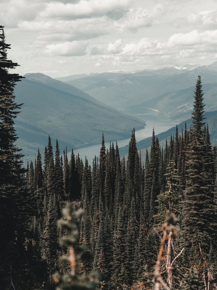 Forest Overlooking Lake