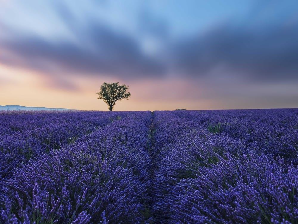 Valensole Sunset