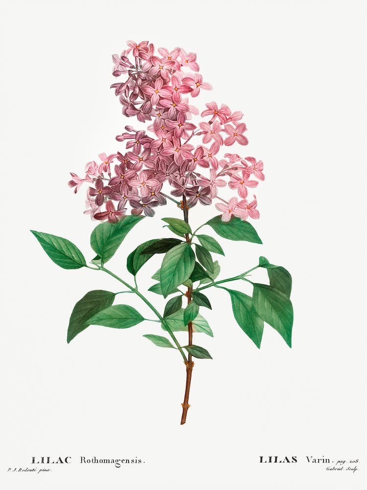 Chinese Lilac, Pierre Joseph Redouté