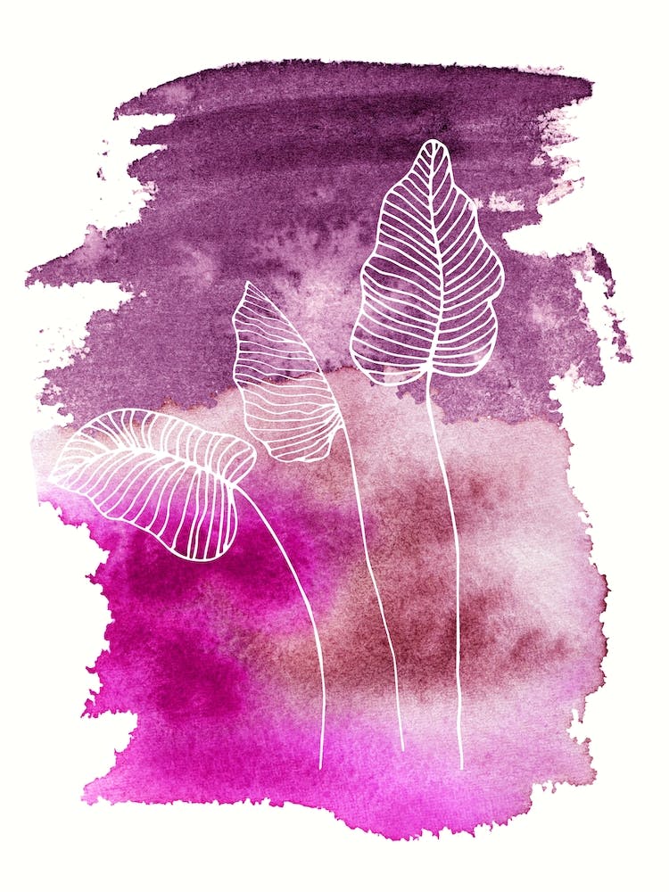 Alocasia leaves with background burgundy fucsia