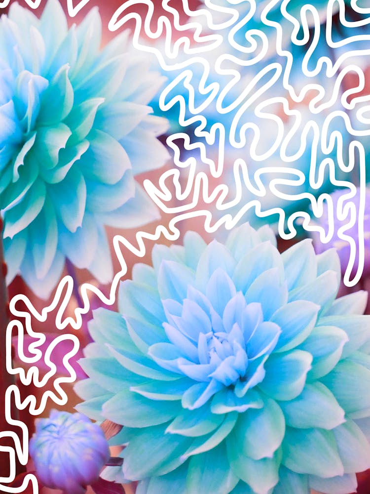Blaue Dahlie