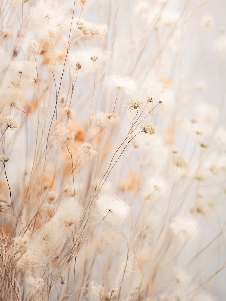 Boho Dried Flowers Gypsophila 3