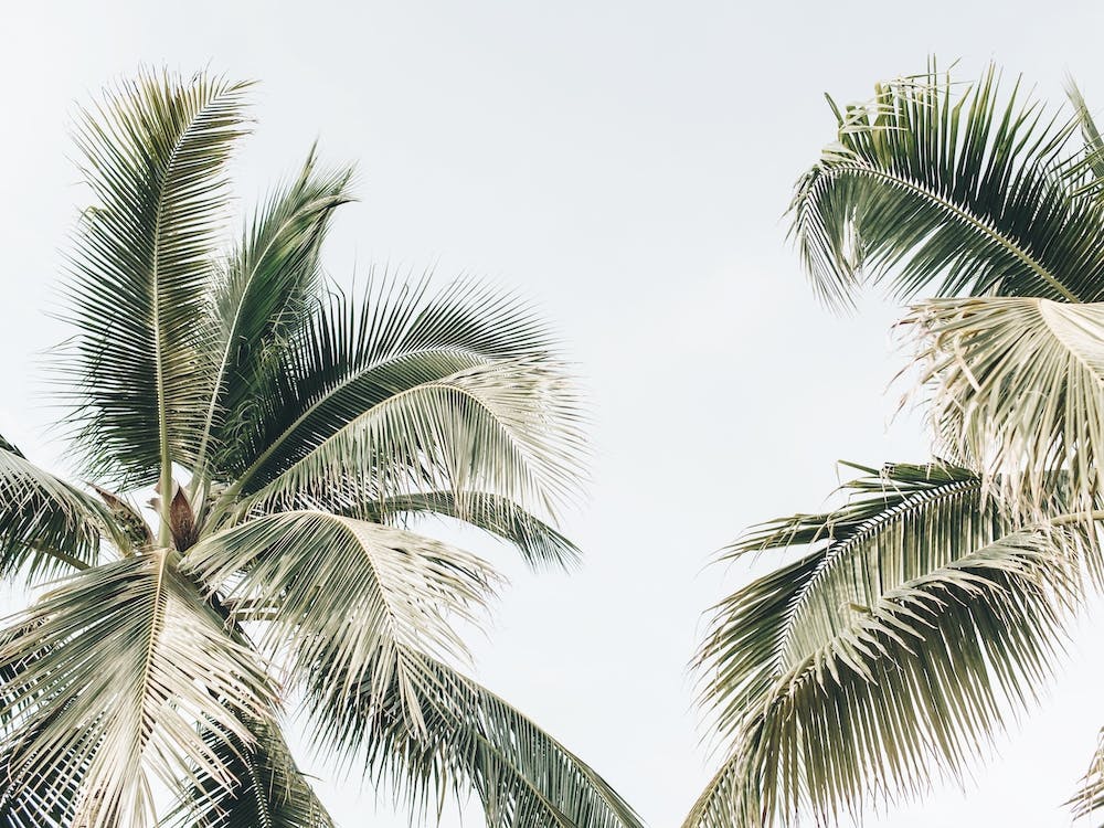 Two Green Palms