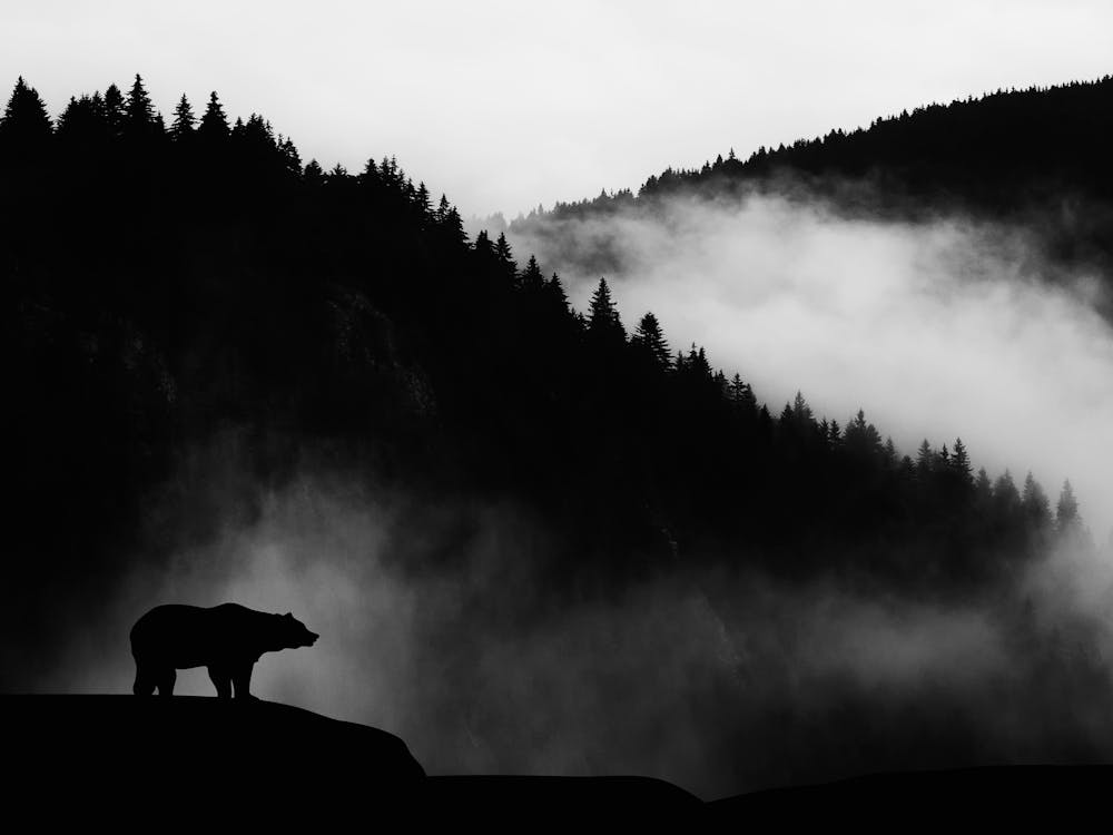 Black And White Bear