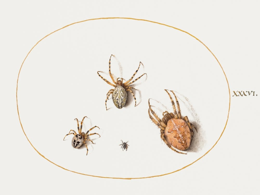 Three Large Spiders And One Small Spider (1575–1580), Joris Hoefnagel