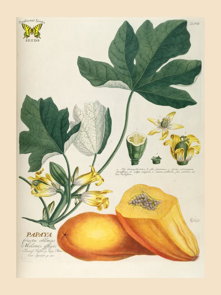 Ehret 2 Papaya