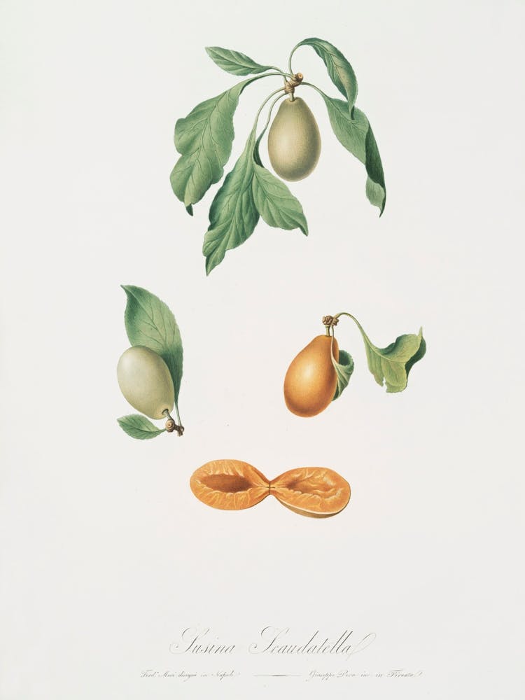 Prune (Prunus Hyemalis) From Pomona Italiana (1817 1839), Giorgio Gallesio