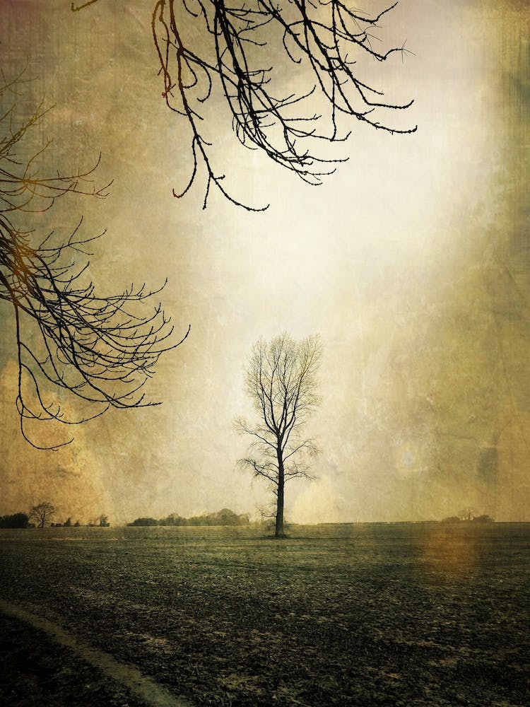 The Tree Across The Field