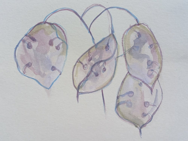 Gousse de Graine Violette Douce Brise