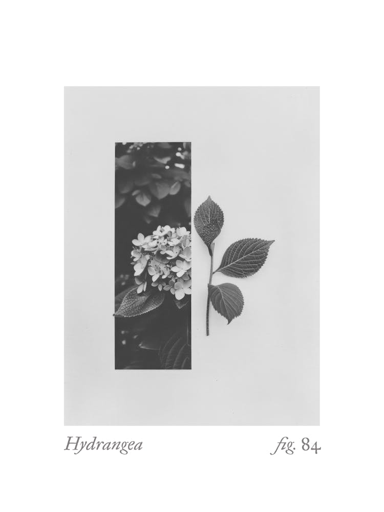 Hydrangea Botanical Collage 2