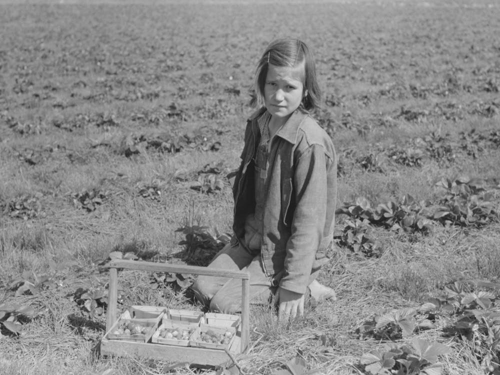Child Of Migrant Berry Worker Picking Strawberries In Field Near Ponchatoula, Louisiana By Russell Lee