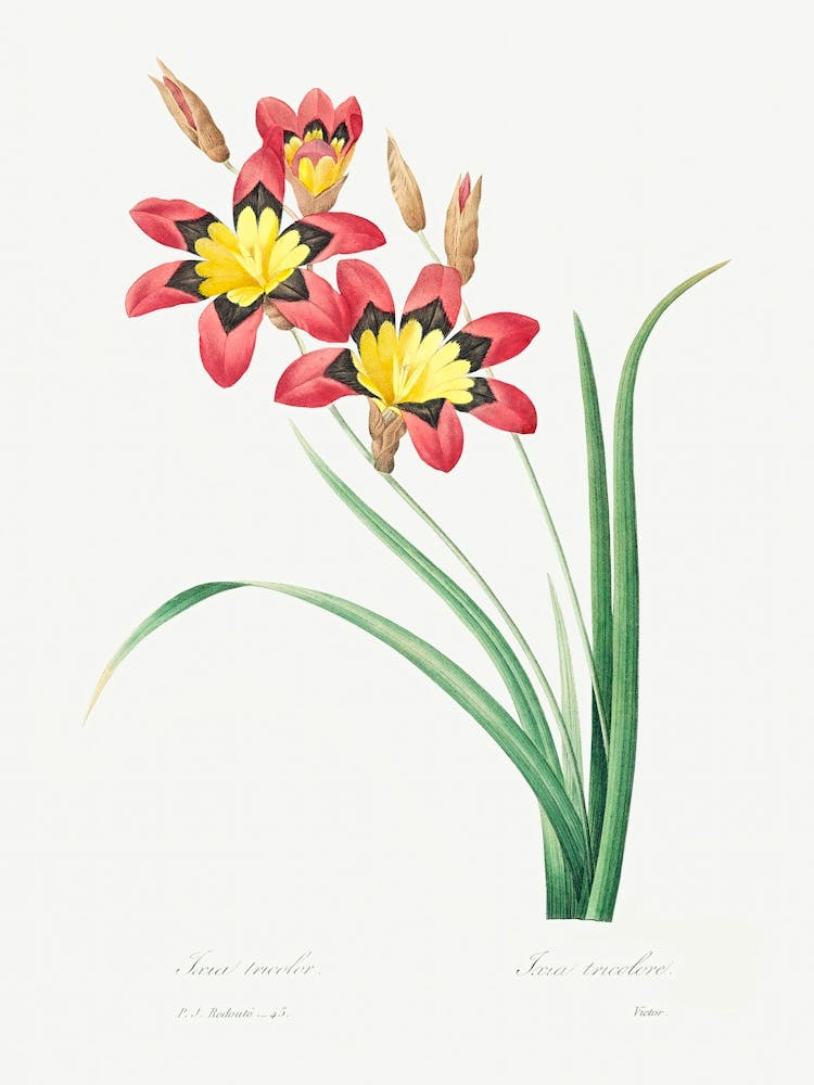 Harlequin, Pierre Joseph Redoute