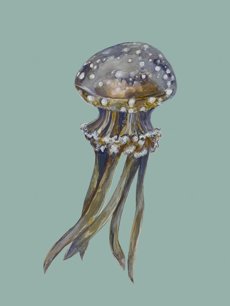 Jellyfish On Aqua Blue