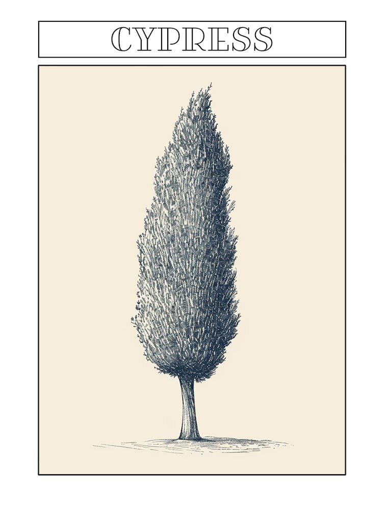 Cypress Tree Minimalistic Drawing 1 Poster