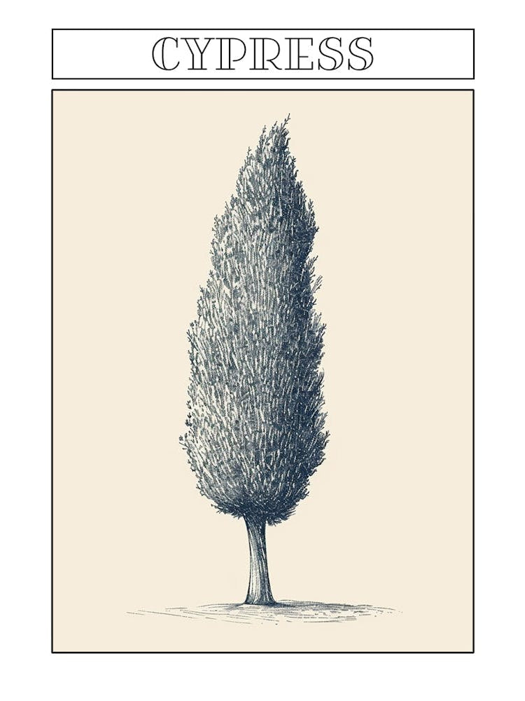 Cypress Tree Minimalistic Drawing 1 Poster