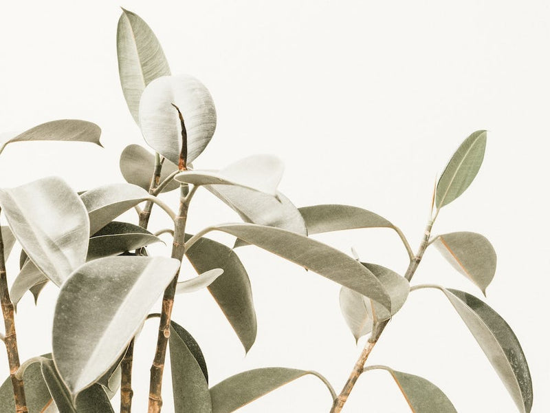 Rubber Plant