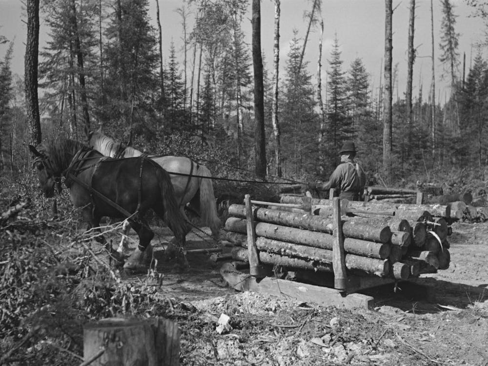 Transporting Timber At Camp Near Effie, Minnesota By Russell Lee