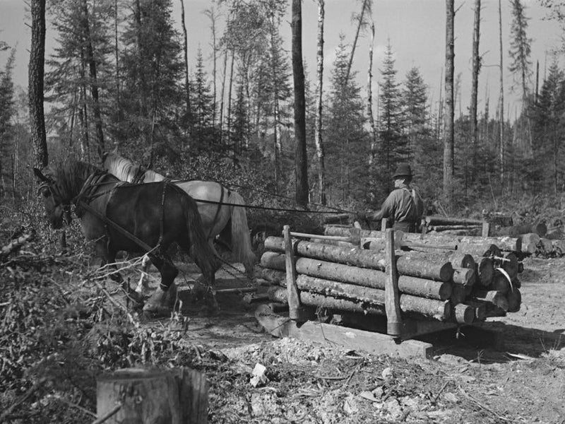 Transporting Timber At Camp Near Effie, Minnesota By Russell Lee