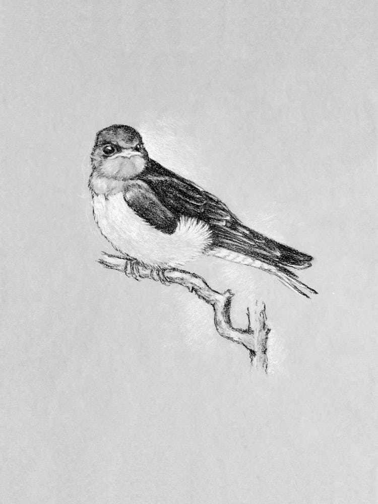 Feathered Friend No745 Aga Szafranska