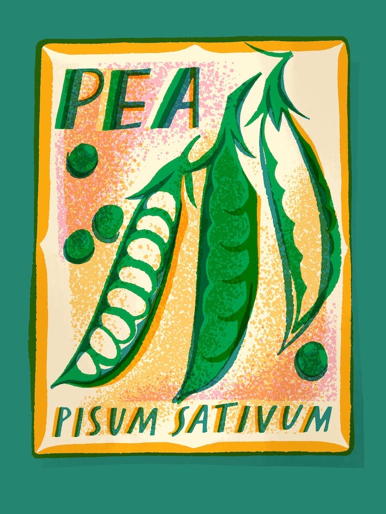 Pea Seed Packet