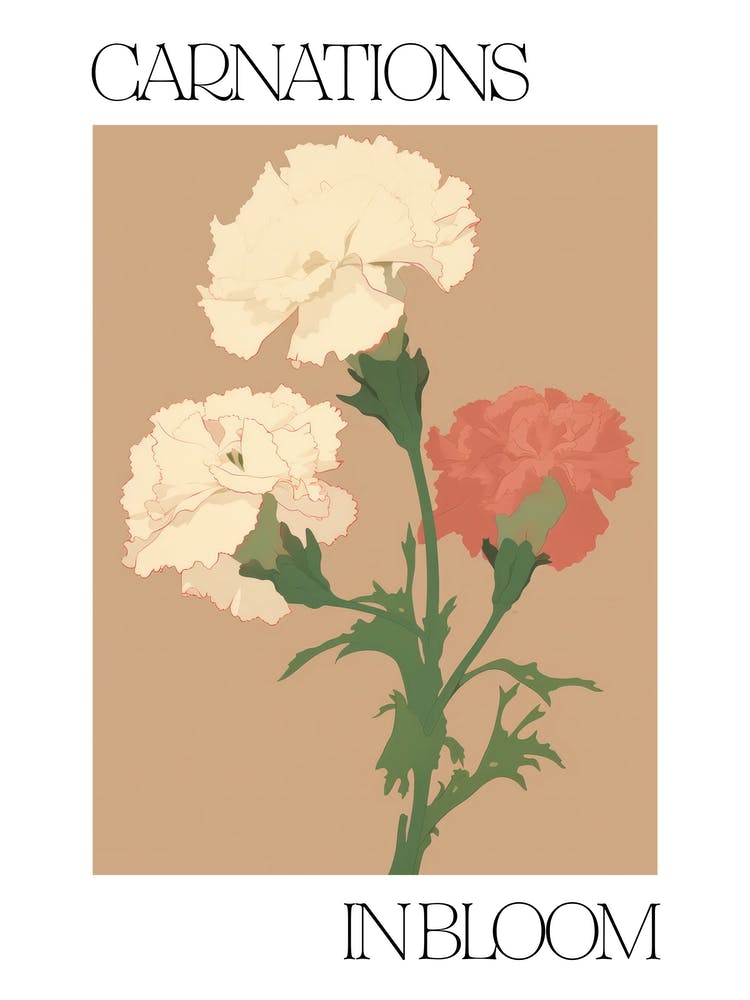 Carnations In Bloom Flowers Bold Illustration 1