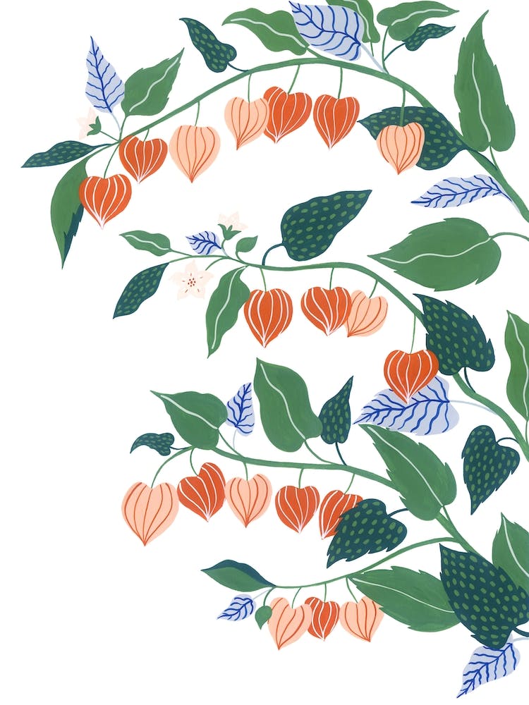 Chinese Lantern Plant Botanical Painting