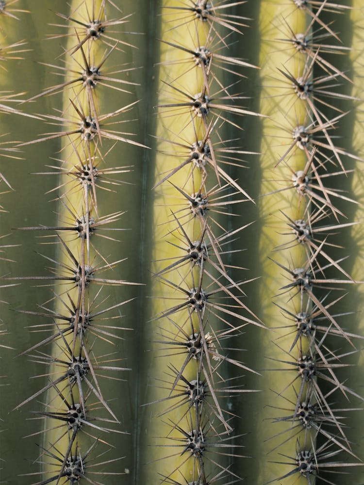 Spiked Cactus Square Art Print by Boheme At Home – Fy!
