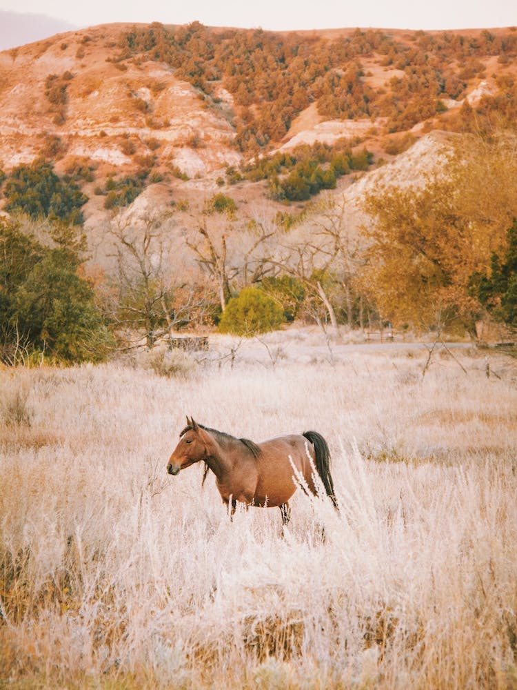 Cheval dans un Pré Désertique
