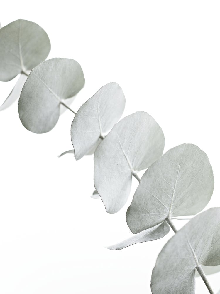 Eucalyptus White III in