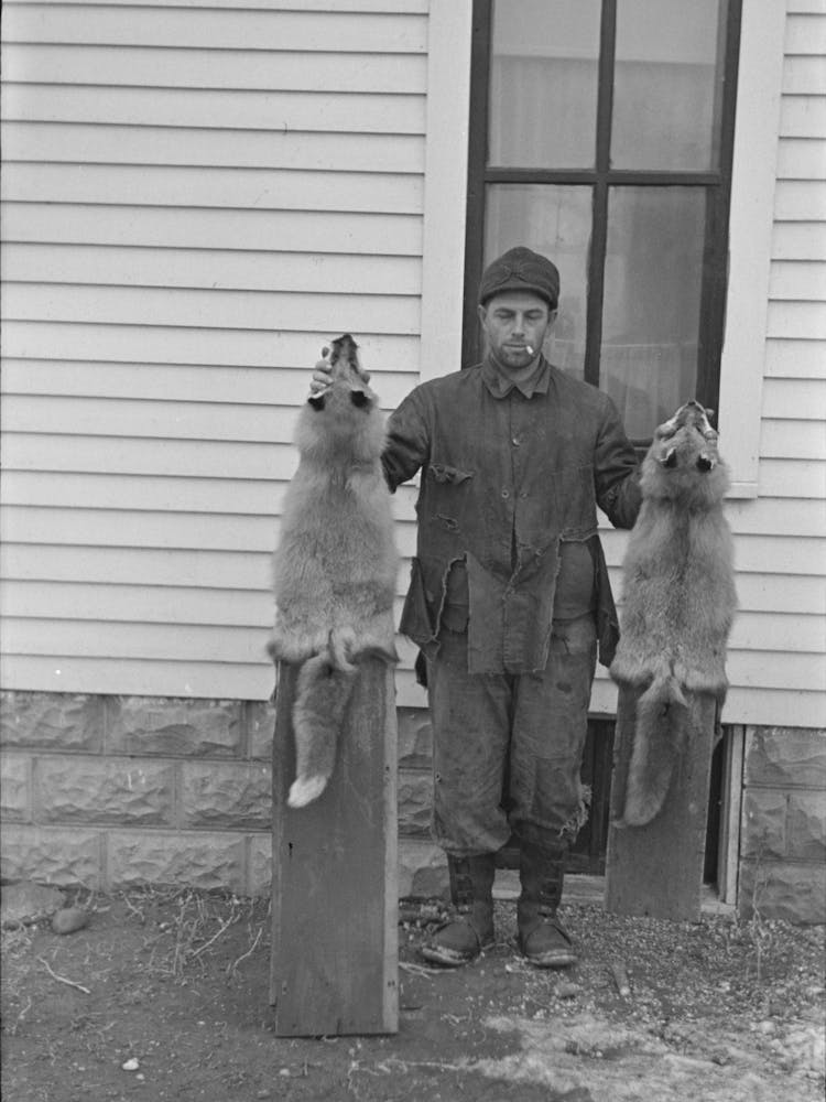 Roy Merriott, Farmer, Holding Foxes Which He Has Killed On His Farm, Near Estherville, Iowa By Russell Lee
