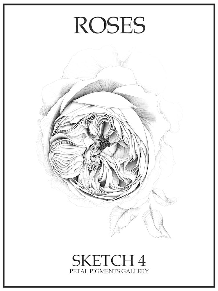Roses Sketch 4 Poster