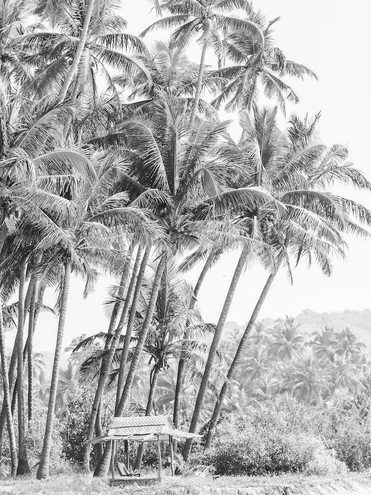 Black And White Photograph Of Palm Trees