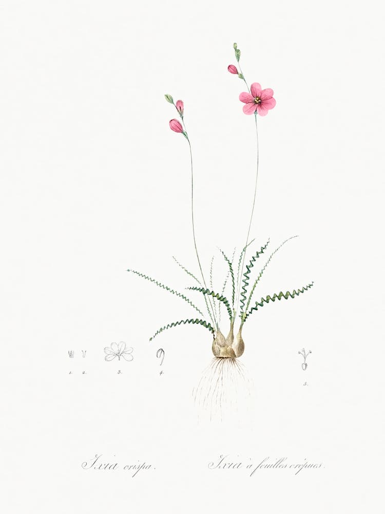 Ixia Crispa, Pierre Joseph Redoute