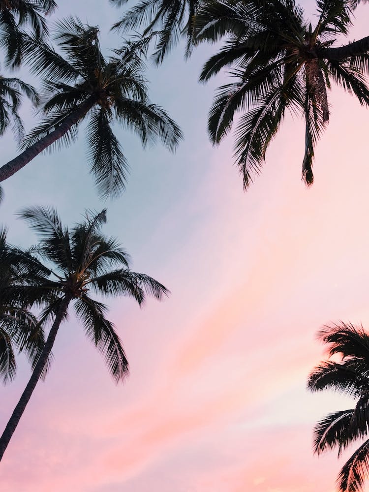 Sunset Over Palm Trees