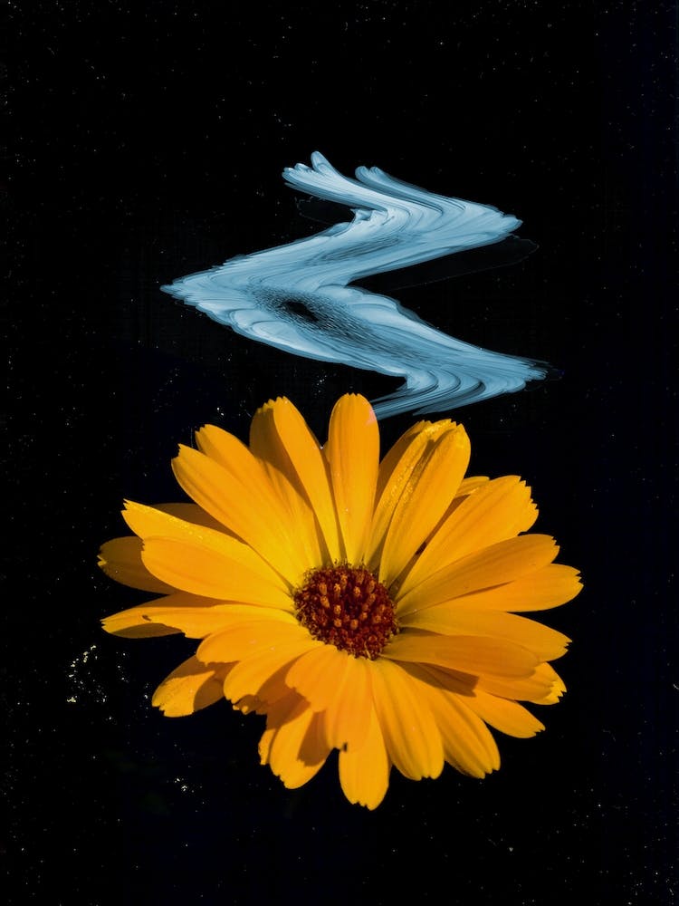 Flower Studies 5