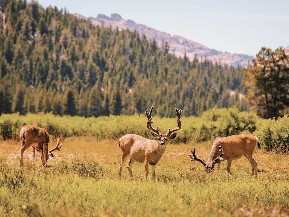 Mule Deer In Meadow