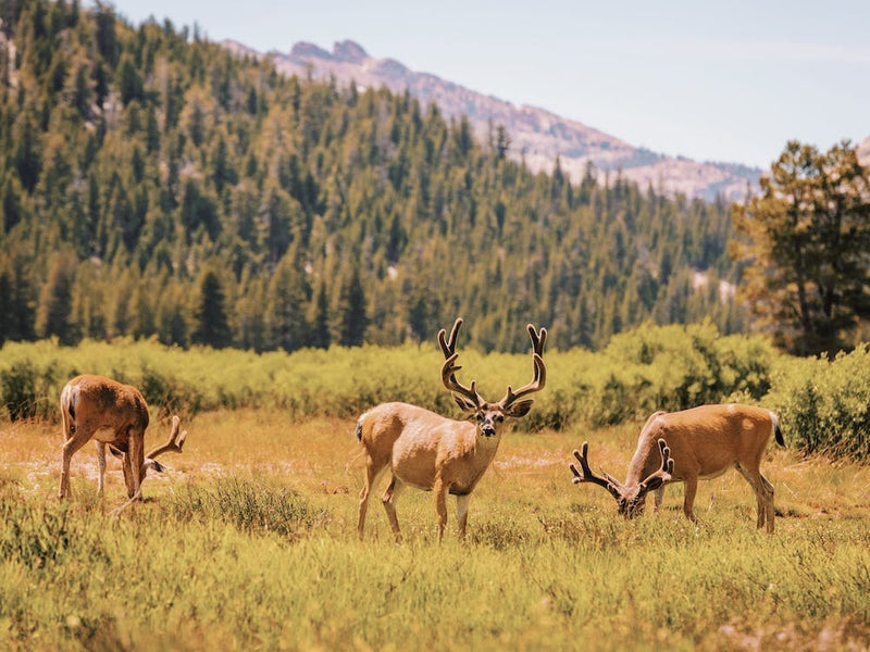Mule Deer In Meadow