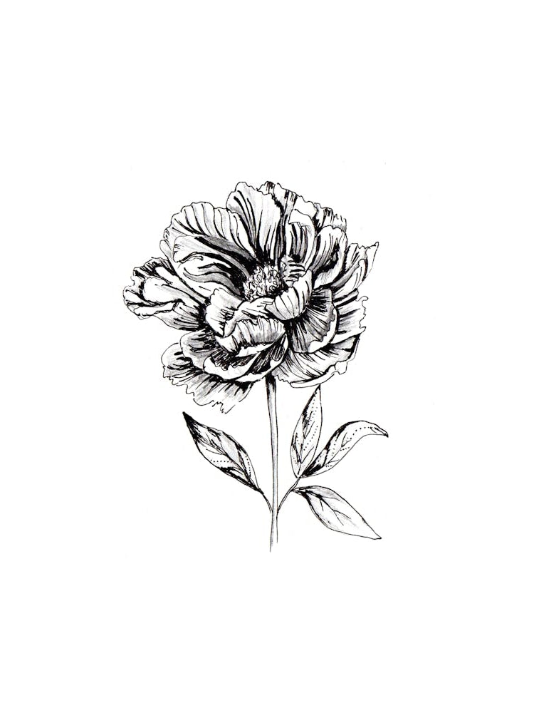 Peonia Flower Black and White