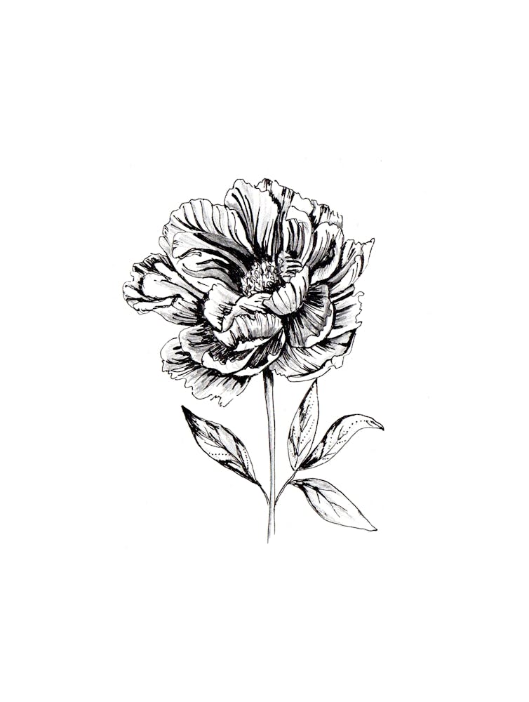 Peonia Flower Black and White