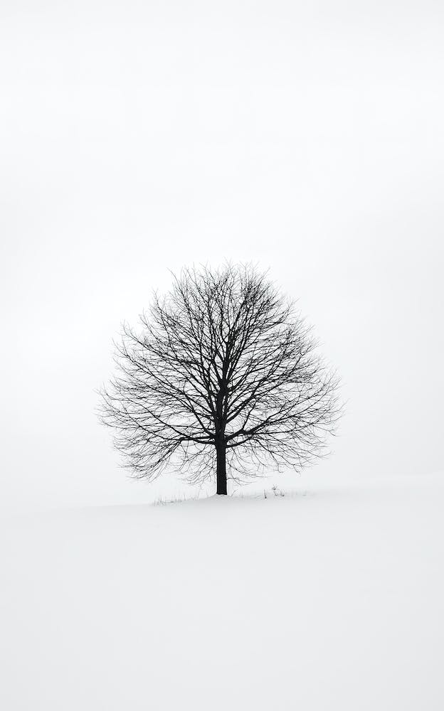 Minimalist Tree And Snow