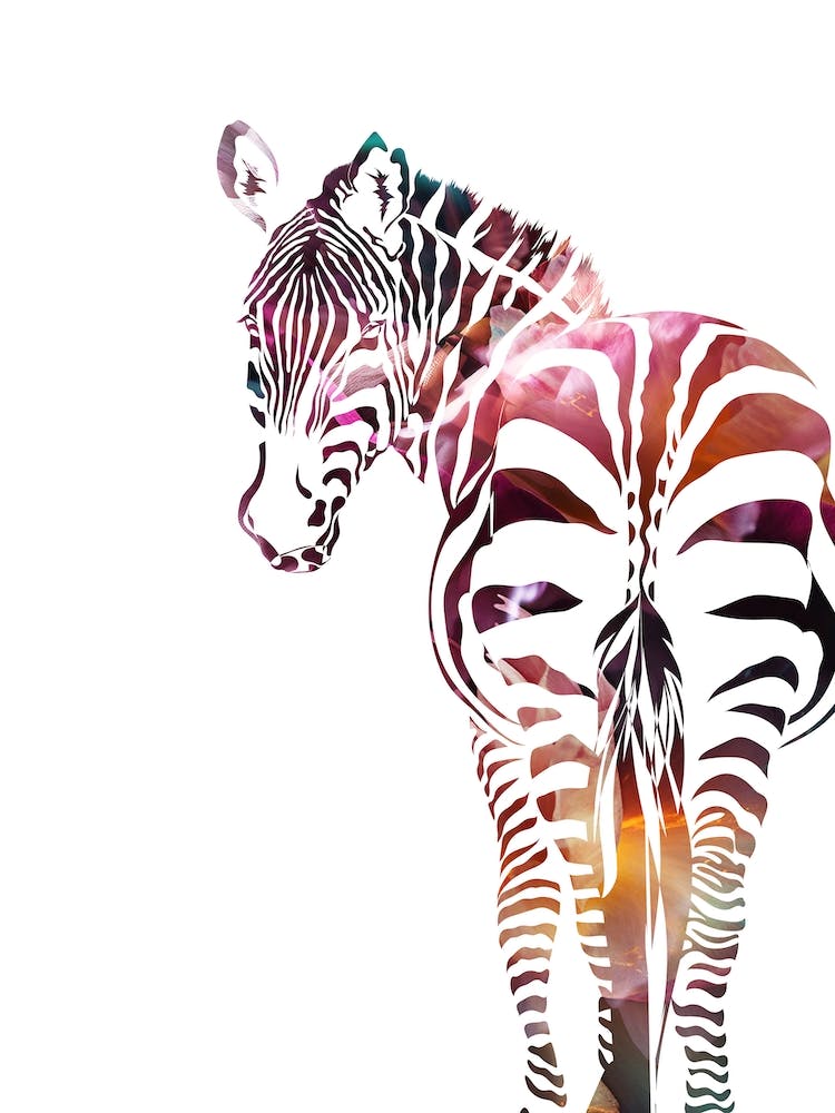 Rainbow Zebra