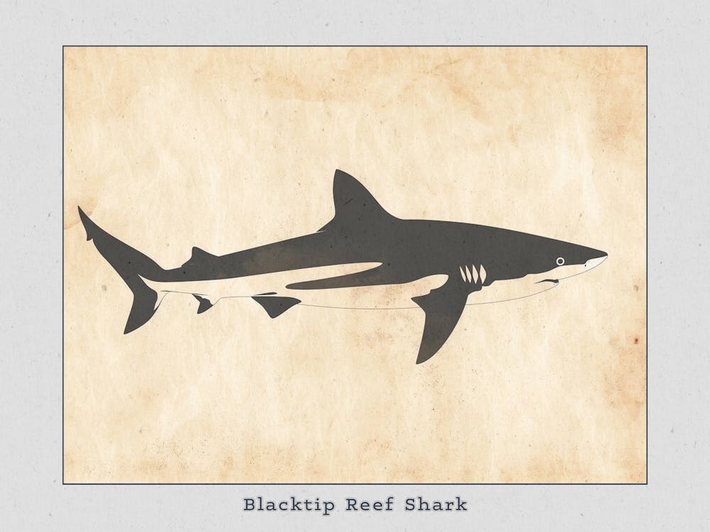 Blacktip Reef Shark Silhouette 1 Poster