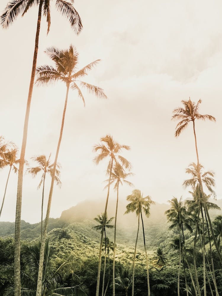 Tropical Sunrise