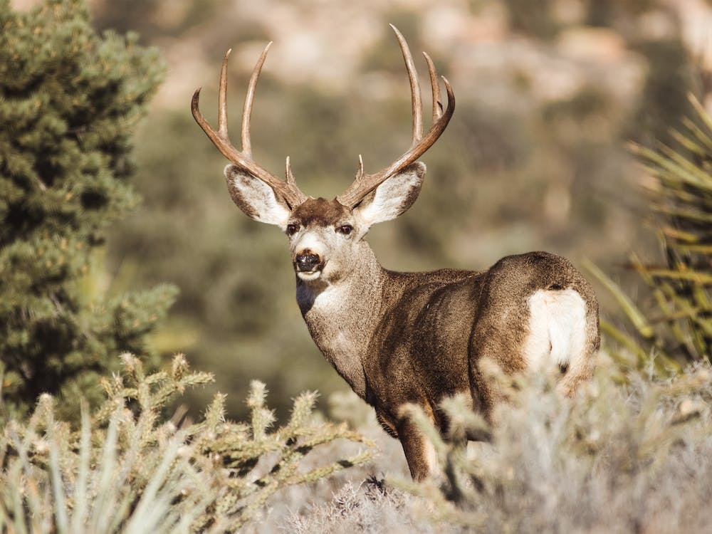 Deer In Sagebrush