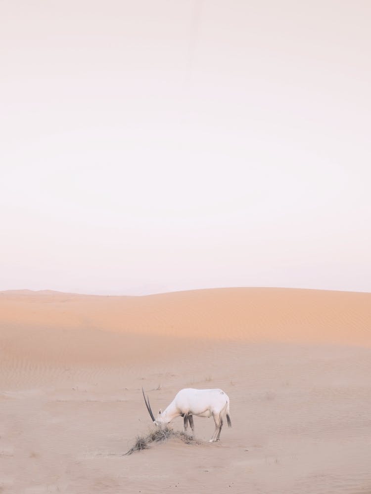 Desert Mammal