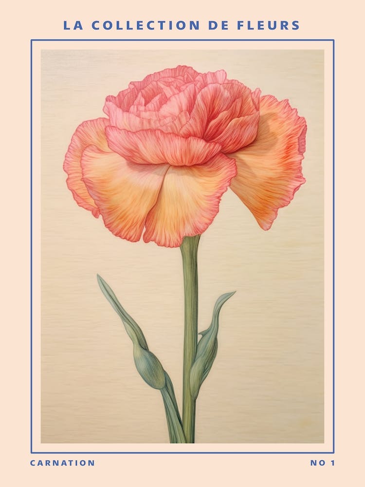 Carnation French Flower Botanical Poster