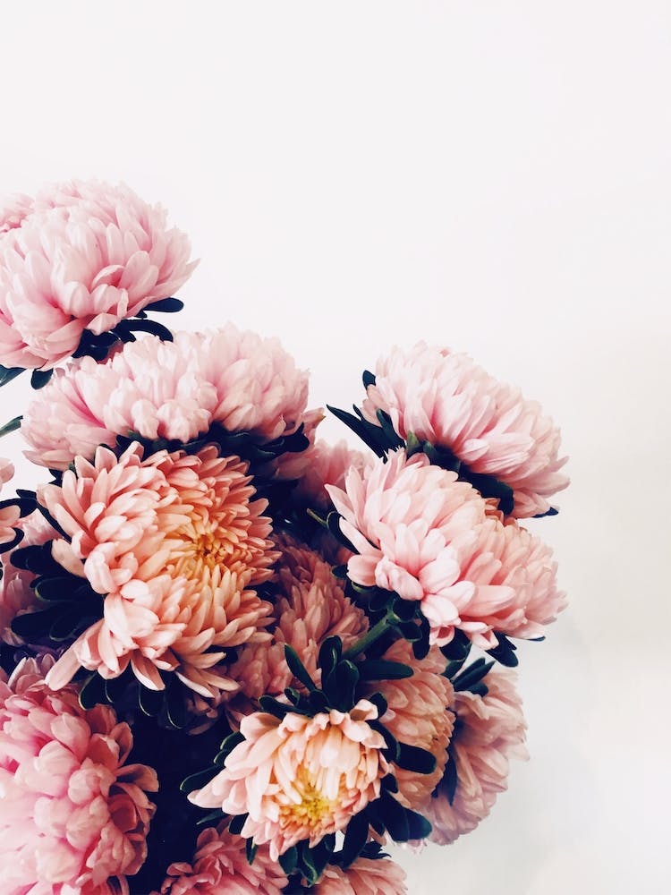 Pink Flowers